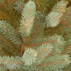 Clearance 7.5 ft. Norway Fir Tree Full|7 To 7.5 Feet