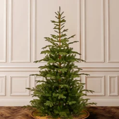 New 7.5 ft. Norwegian Spruce Tree Full|Unlit