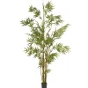 New 6 ft. Potted Japanese Bamboo Tree Potted Plants