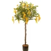 New 4 ft. Spring Wisteria Potted Tree with Yellow Flower Blooms in a Black Pot Base Potted Plants
