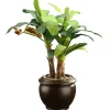 New 18 in. Banana Plant Potted Plants
