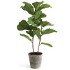Clearance 43 in. Fiddle Leaf Fig Topiary Tree Potted Plants