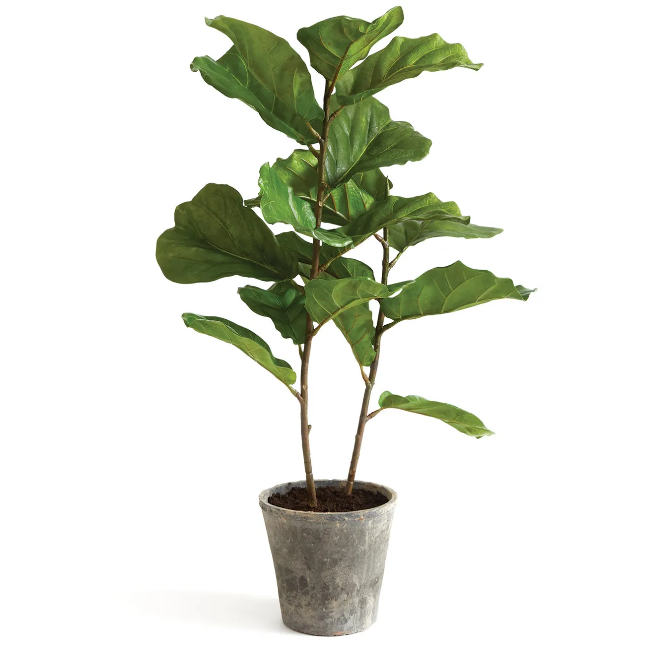 Clearance 43 in. Fiddle Leaf Fig Topiary Tree Potted Plants
