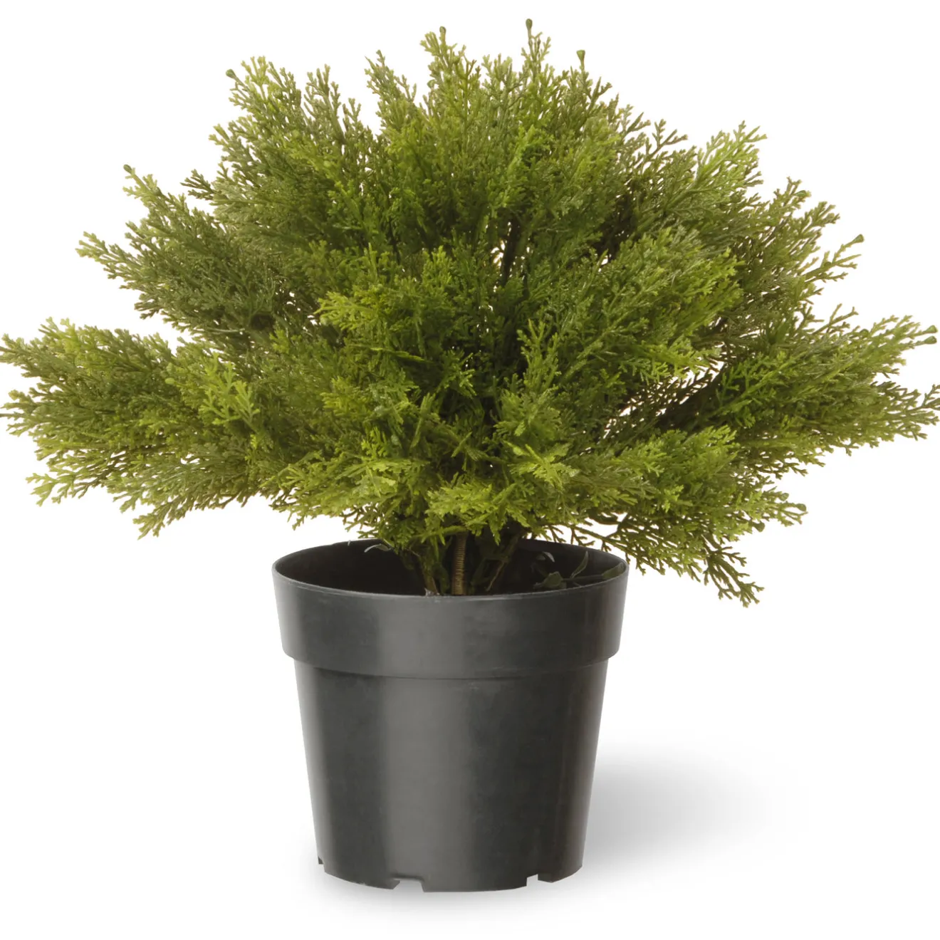 15 in. Globe Cedar Tree Potted Plants|Topiaries & Shrubs