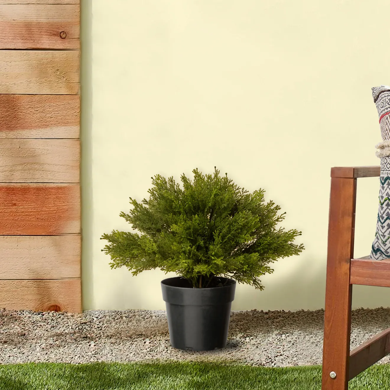 15 in. Globe Cedar Tree Potted Plants|Topiaries & Shrubs