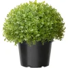 New 13 in. Globe Japanese Holly Bush topiary in a Dark Green Round Growers Pot Topiaries & Shrubs