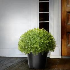 New 13 in. Globe Japanese Holly Bush topiary in a Dark Green Round Growers Pot Topiaries & Shrubs