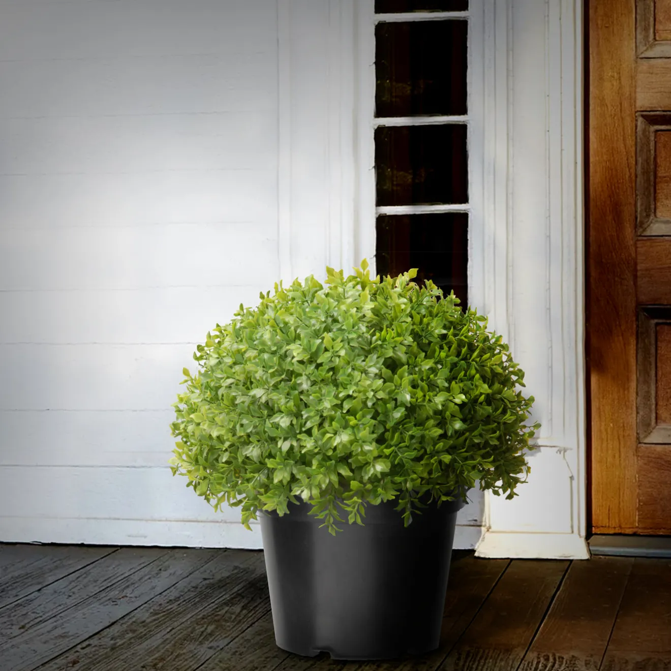 New 13 in. Globe Japanese Holly Bush topiary in a Dark Green Round Growers Pot Topiaries & Shrubs