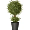 Discount 30 in. Mini Tea Leaf 1 Ball in Green Round Growers Pot Topiaries & Shrubs