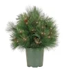 Online 26 in. Pre-Lit HGTV Home Collection Black Tie Planter Filler Topiaries Arrangements