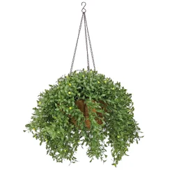 Sale 18 in. Spring Argentea Hanging Plant with Yellow Flowers Hanging Plants