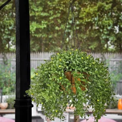 Sale 18 in. Spring Argentea Hanging Plant with Yellow Flowers Hanging Plants