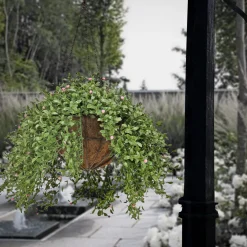 Sale 18 in. Spring Argentea Hanging Plant with Pink Flowers Hanging Plants