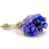 New 16 in. Spring Dried Blue Capeblumen Flowers Bouquet Flower Arrangements