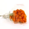Outlet 16 in. Spring Dried Orange Capeblumen Flowers Bouquet Flower Arrangements
