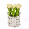 10 in. Spring Light Yellow Tulip Bouquet in White Basket Flower Arrangements