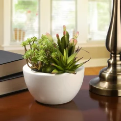 8 in. Spring Potted Plant with Various Green Succulents in a Stylish White Ceramic Base Potted Plants