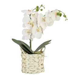 Outlet 21 in. Spring White Orchid in White Basket Potted Plants