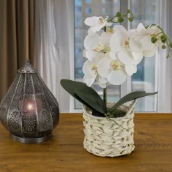 Outlet 21 in. Spring White Orchid in White Basket Potted Plants